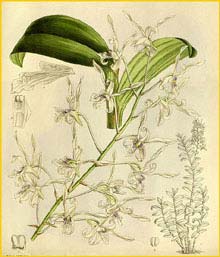  ( Dendrobium gouldii ) Curtis's Botanical Magazine (1912)