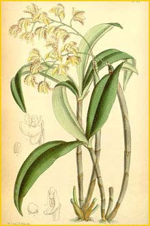   ( Dendrobium gracilicaule ) Curtis's Botanical Magazine (1889)