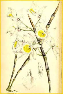   ( Dendrobium gratiosissimum ) Curtis's Botanical Magazine (1867)