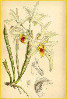   ( Dendrobium heterocarpum ) Curtis's Botanical Magazine (1853)