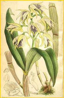   ( Dendrobium hodgkinsonii ) Curtis's Botanical Magazine (1900)