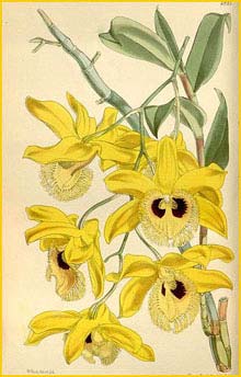   ( Dendrobium hookerianum ) Curtis's Botanical Magazine