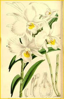   ( Dendrobium infundibulum ) Curtis's Botanical Magazine (1864)