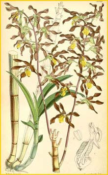   ( Dendrobium johannis ) Curtis's Botanical Magazine