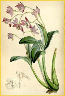   ( Dendrobium kingianum ) Curtis's Botanical Magazine (1850)