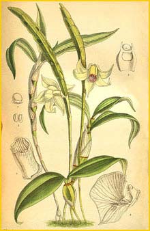   ( Dendrobium lacteum ) Curtis's Botanical Magazine (1900)