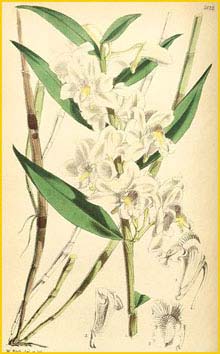   ( Dendrobium lasioglossum ) Curtis's Botanical Magazine