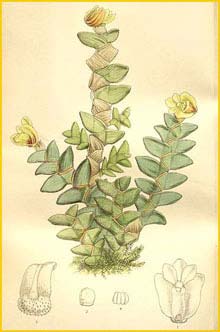   ( Dendrobium leonis ) Curtis's Botanical Magazine (1896)