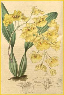    ( Dendrobium lindleyi ) Curtis's Botanical Magazine (1896)