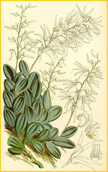    ( Dendrobium linguiforme ) Curtis's Botanical Magazine (1861)