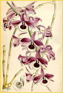   ( Dendrobium lituiflorum ) Curtis's Botanical Magazine 