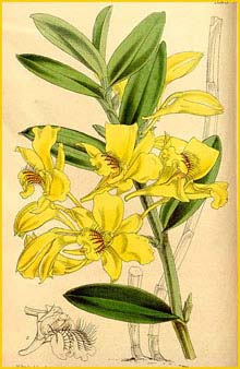   ( Dendrobium lowii ) Curtis's Botanical Magazine (1862)
