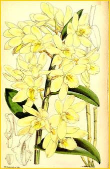   ( Dendrobium luteolum ) Curtis's Botanical Magazine 