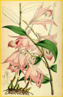   ( Dendrobium maccarthiae ) Curtis's Botanical Magazine (1855)