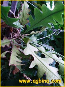    ( Epiphyllum anguligerum )