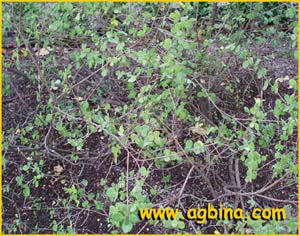   ( Cytisophyllum / Cytisus sessilifolius / glaber )