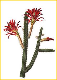   ( Aporocactus conzattii / Disocactus martianus )