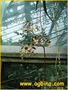   ( Encyclia alata / belizensis )