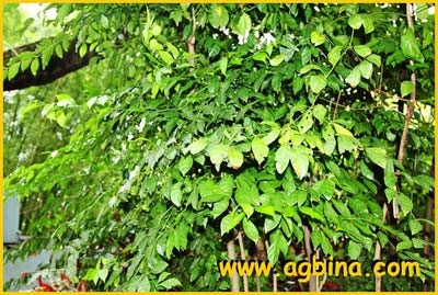   ( Rhotmannia longiflora / Randia maculata )
