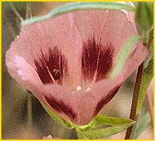   ( Clarkia speciosa )