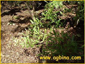   ( Dodonaea angustifolia )