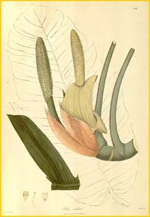   ( Epipremnum pinnatum )