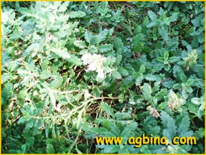   ( Erodium corsicum )