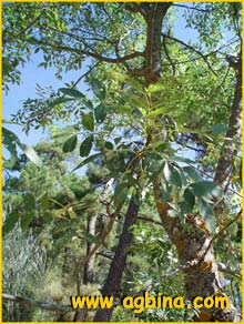   ( Fraxinus angustifolia )