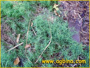   ( Galium decolorans / crespianum )