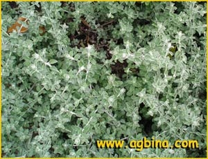   ( Helichrysum crispum )