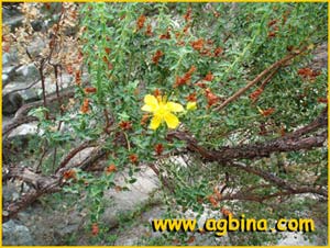   ( Hypericum balearicum )