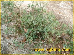   /  /  ( Juniperus ashei )