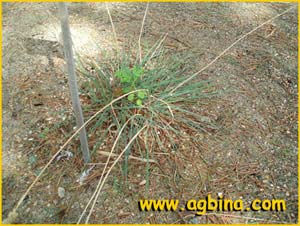  /   ( Koeleria filifolia / crassipes )