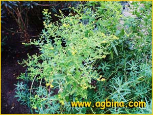   ( Euphorbia ceratocarpa )