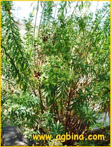   ( Euphorbia pithyusa )
