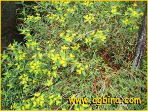   ( Euphorbia spinosa )