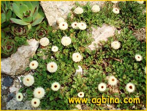   ( Leptinella atrata / Cotula atrata )