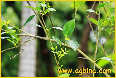   ( Ligustrum japonicum / amamianum / coriaceum )