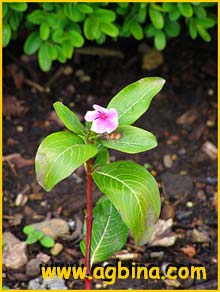 K   ( atharanthus roseus / Vinca rosea / Lochera rosea )  