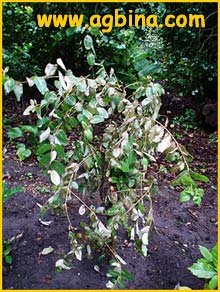   ( Crinodendron patagua )