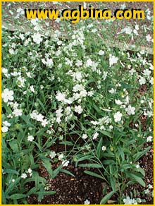   ( Cynoglossum linifolium )