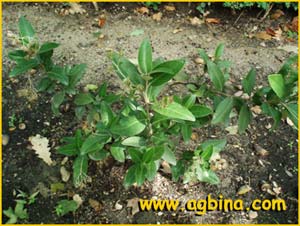  ( Olearia avicennifolia )