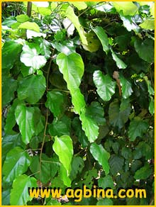   ( Chondrodendron platyphyllum )