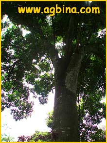  ( Cupania oblongifolia )