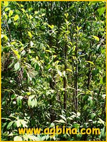   ( Distyliopsis / Sycopsis sinensis )