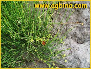     ( Ephedra distachya ssp.helvetica )