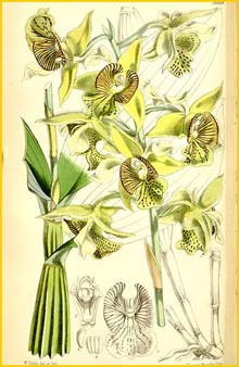  ( Dendrobium macrophyllum ) Curtis's Botanical Magazine 1867