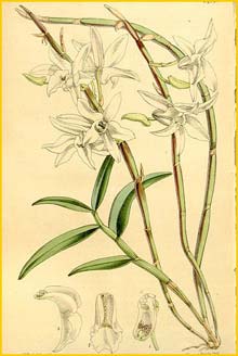   ( Dendrobium moniliforme ) Curtis's Botanical Magazine 1864