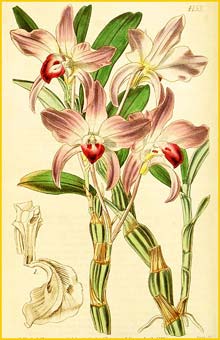   ( Dendrobium moniliforme ) Curtis's Botanical Magazine 1845