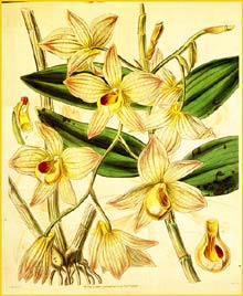   ( Dendrobium moschatum ) Curtis's Botanical Magazine 1841